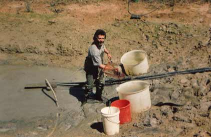 Drain harvesting goldfish